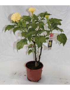 Compre datura em Germigarden