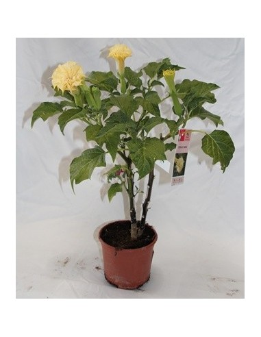 Datura (test 19 cm ø)