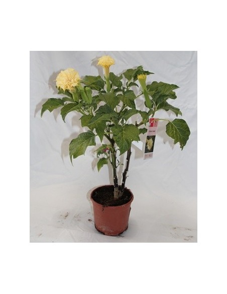 Acheter du datura métal