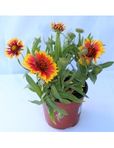 Comprar gallardia Aristata en Germigarden