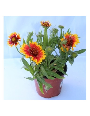 Comprar gallardia Aristata en Germigarden