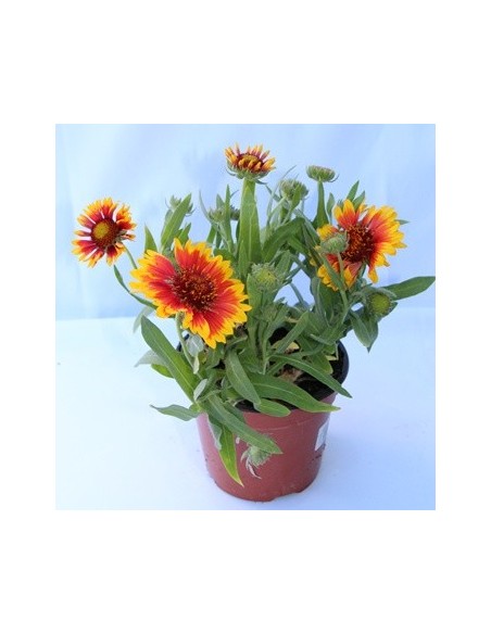 Comprar gallardia Aristata en Germigarden