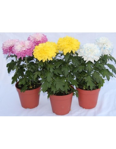 Crisantemo Turner desde 8,95€ en Germigarden