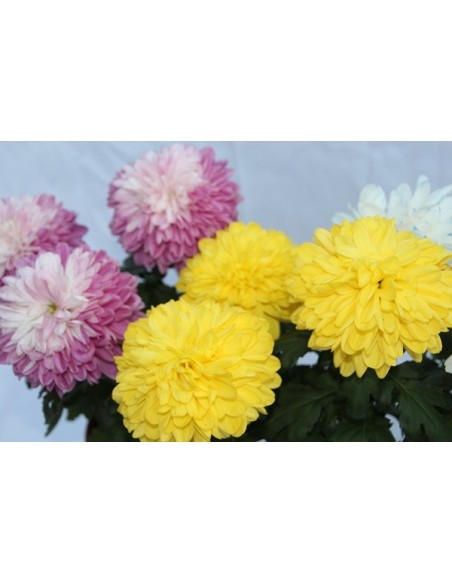 Crisantemo Turner desde 8,95€ en Germigarden
