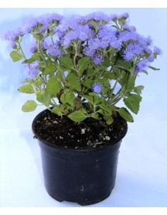 Compre agerato a partir de € 1,75 em Germigarden