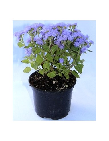 Ageratum