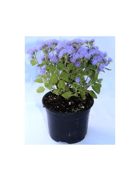 Ageratum