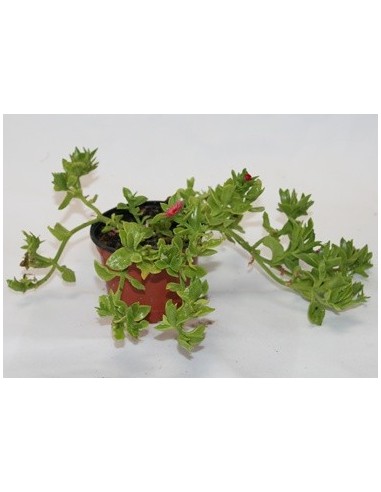 Aptemia cordifolia por 1,95€ en Germigarden