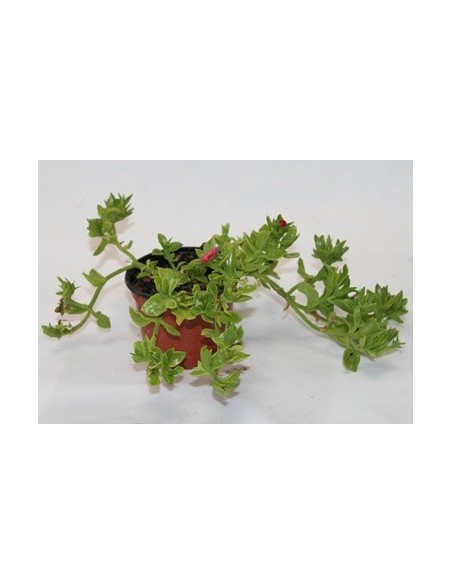 Aptemia cordifolia por 1,95€ en Germigarden