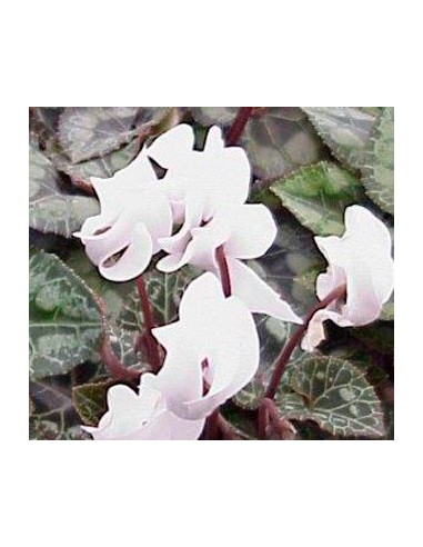 Comprar Ciclamen mini per 3,25€ a Germigarden