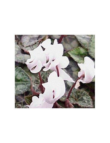 Mini Cyclamen (pot 10,5 cm Ø)