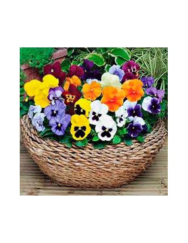 Pensées à partir de 1,75€ chez Germigarden