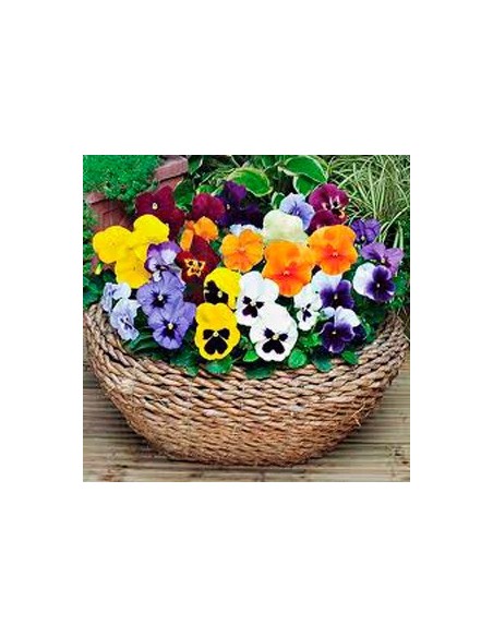 Comprar pensamientos desde 1,75€ en Germigarden
