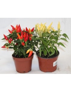 Pimiento ornamental
