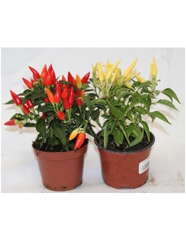Pimiento ornamental