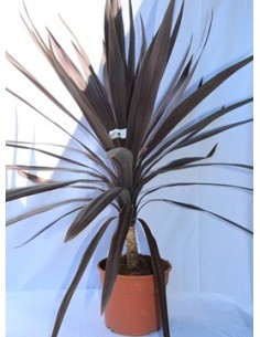 Cordyline Red Star (maceta 17 cm ø)