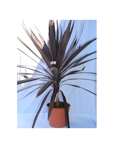 Cordyline Red Star (maceta 17 cm ø)