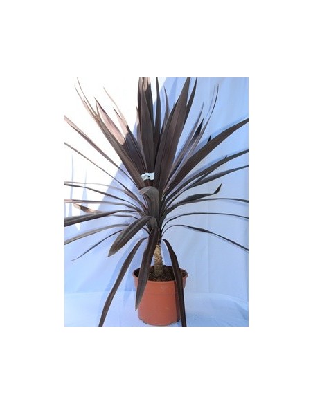 Cordyline Red Star (maceta 17 cm ø)