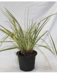 Phormium Variegata (maceta 23 cm ø)