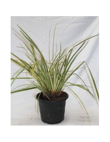 Compre Phormium Variegata em Germigarden