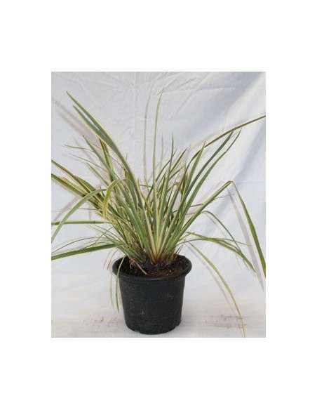 Phormium Variegata (pot 23 cm ø)