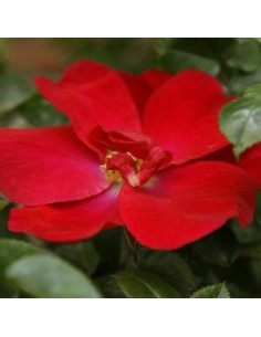 Roseira rasteira (vaso de 3 litros) em Germigarden
