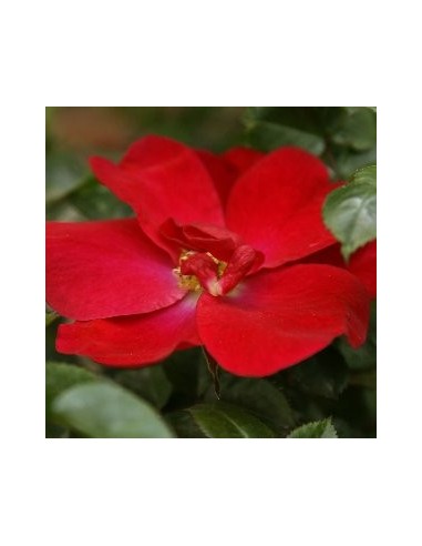 Rosal cubresuelos rastrero en Germigarden