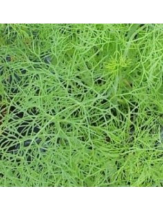 Planta de eneldo por 2,30€ en Germigarden 2