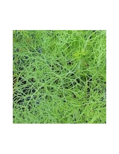 Plante d'aneth à 2,30 € chez Germigarden