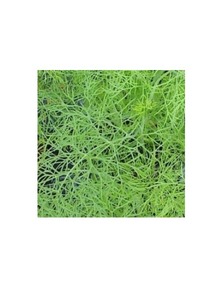 Planta de eneldo por 2,30€ en Germigarden