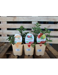 Comprar menta sabores
