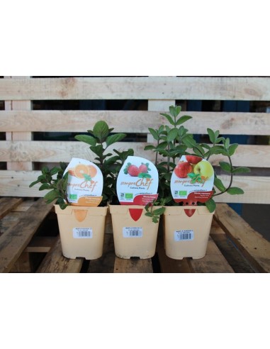Comprar menta sabores