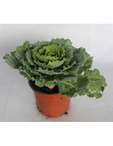 Couve verde de jardim