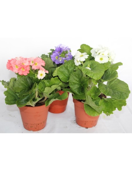 Achetez primula obconica à partir de 4,85€ chez Germigarden