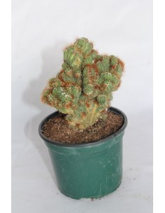 Cereus Peruvianus Cristata 2