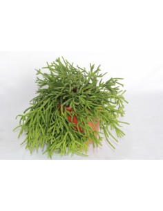 Rhipsalis
