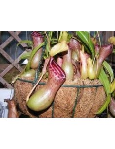 Comprar nepenthes por 27,75€ en Germigarden