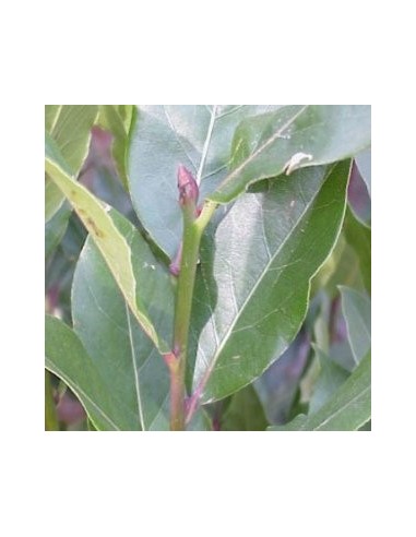 Acheter du laurier - laurus nobilis à partir de 8,50€ chez Germigarden