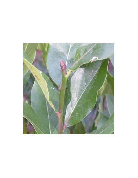 Comprar laurel - laurus nobilis a partir de 8,50€ en Germigarden