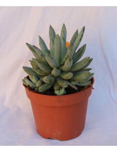 Pachyveria