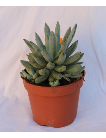 Pachyveria