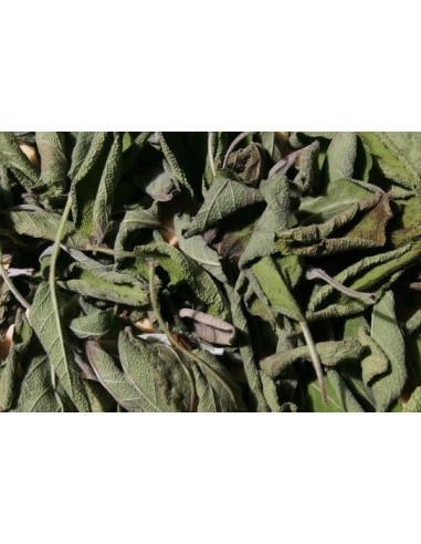 Salvia seca