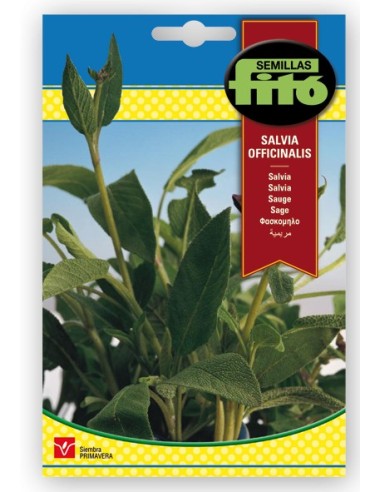 Salvia en llavor