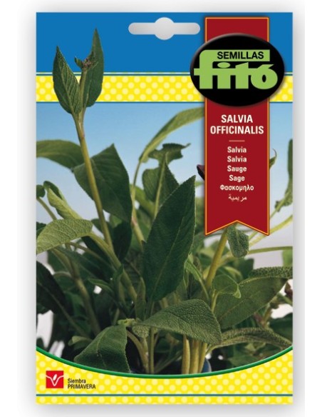 Salvia en llavor