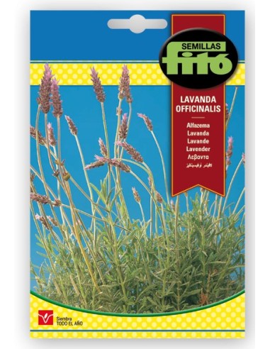 Lavanda en semilla