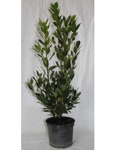 Comprar laurus nobilis 2