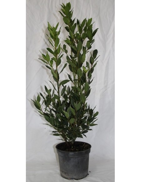 Comprar laurus nobilis