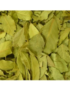 Hoja de laurel
