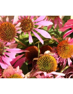Echinacea seca