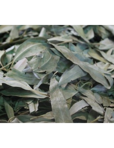 Eucaliptus sec